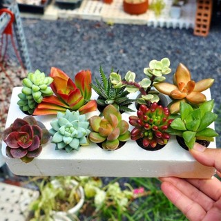 Sen đá mini nhiều loại khỏe đẹp dễ chăm có sẵn tại vườn MẦM NẮNG GARDEN  lỗi 1 đền 1
