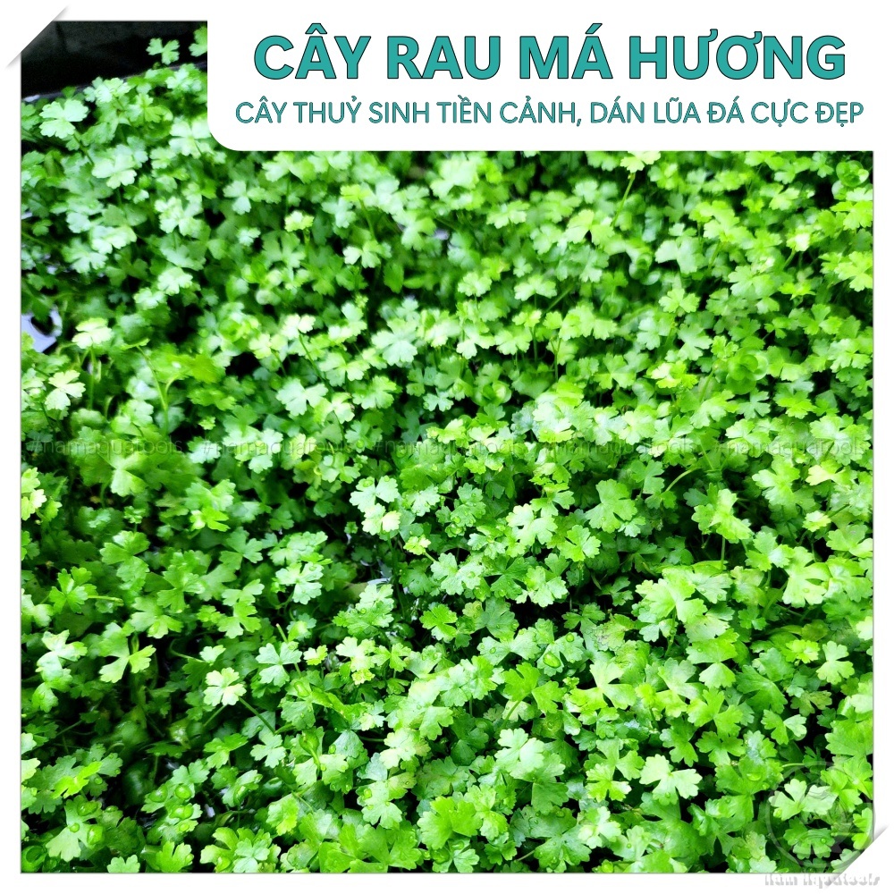 Rau Má Hương, Rau Má Dù | Cây Thuỷ Sinh Tiền Cảnh, Trung Cảnh, Gắn Lũa ...