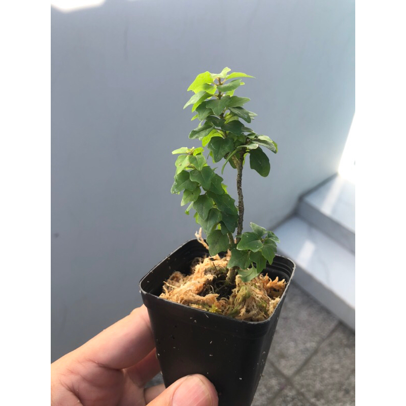 Cây aisatica gmelina , cây tu hú đông mini dòng cây cảnh mini chơi terrarium , bán cạn, tiểu cảnh