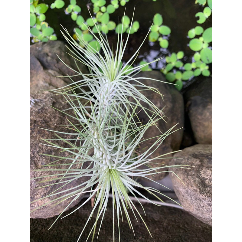 Cây không khí đuôi cáo , Tillandsia / Air plants