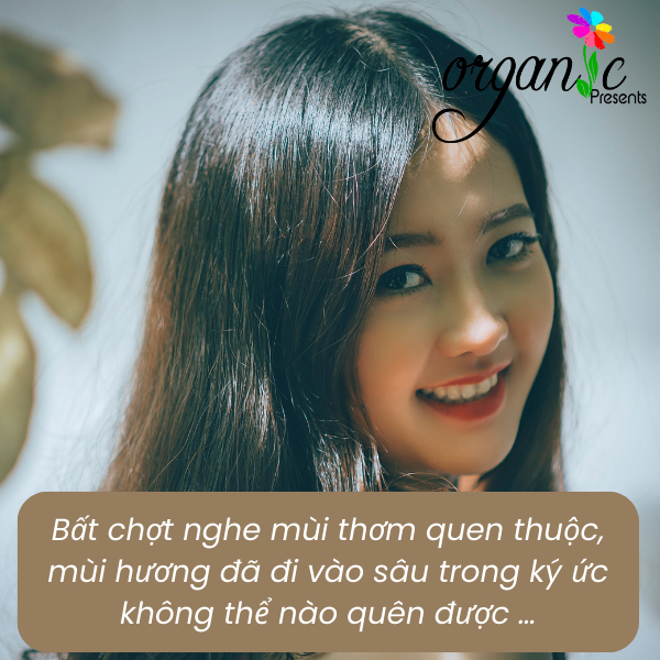 DẦU GỘI THẢO MỘC ORGANIC PREMIUM / PHÔI DẦU GỘI THẢO MỘC (THỂ TRONG)