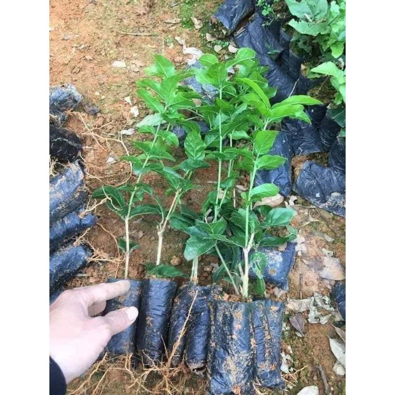 Com Bo 4 Bầu Cây Giống Nhài Cổ Ngày Xưa Thơm Nức❤️ Cánh Kép Cuộn Dày Cực Đẹp