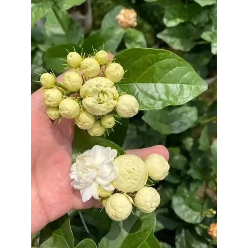 Com Bo 4 Bầu Cây Giống Nhài Cổ Ngày Xưa Thơm Nức❤️ Cánh Kép Cuộn Dày Cực Đẹp