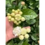 Com Bo 3 Bầu Cây Giống Nhài Cổ Ngày Xưa Thơm Nức❤️ Cánh Kép Cuộn Dày Cực Đẹp