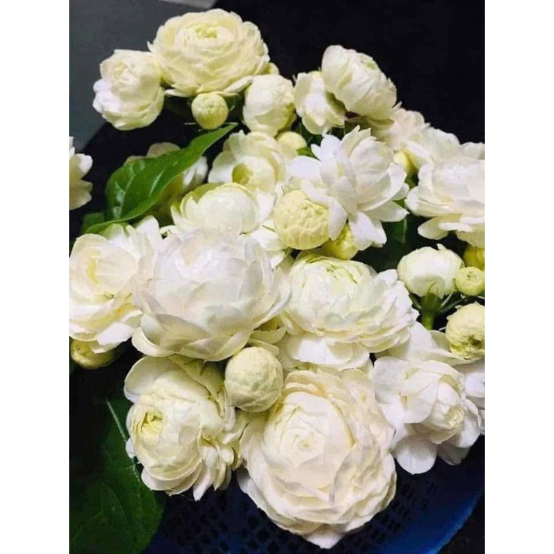 Com Bo 4 Bầu Cây Giống Nhài Cổ Ngày Xưa Thơm Nức❤️ Cánh Kép Cuộn Dày Cực Đẹp