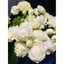 Com Bo 3 Bầu Cây Giống Nhài Cổ Ngày Xưa Thơm Nức❤️ Cánh Kép Cuộn Dày Cực Đẹp