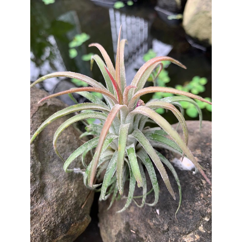 Cây không khí, dễ trồng, trang trí ban công,trong nhà hay bể bán cạn,terrarium, tiểu cảnh