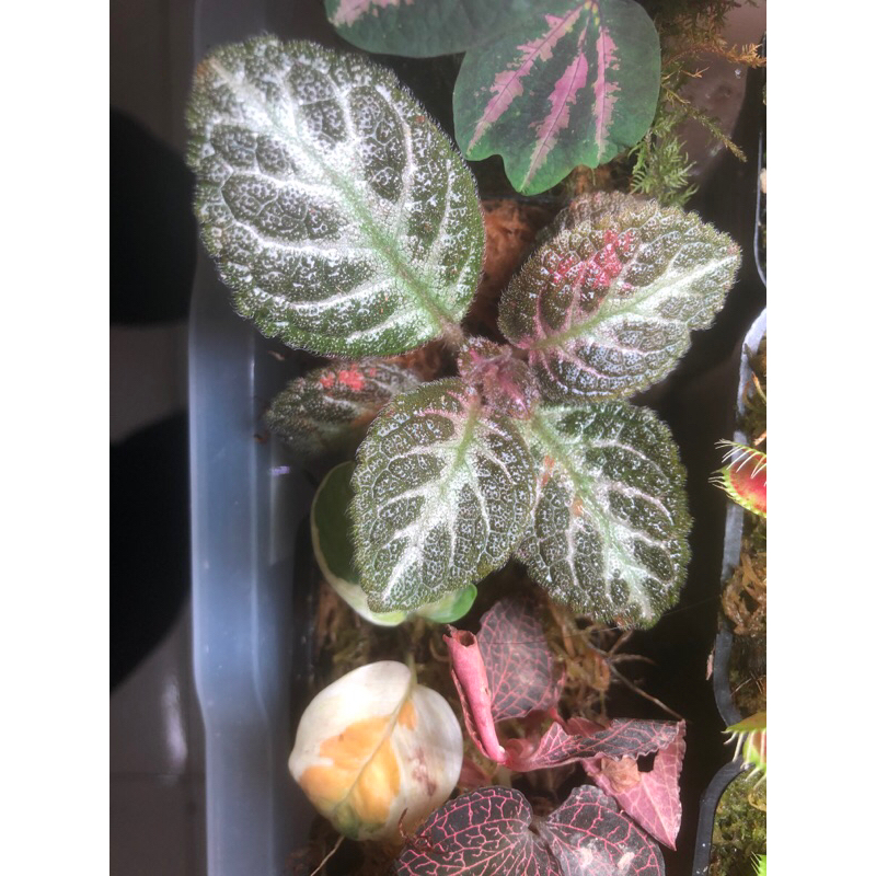Cây lá gấm tím espica chơi để bàn,terrarium,bán cạn