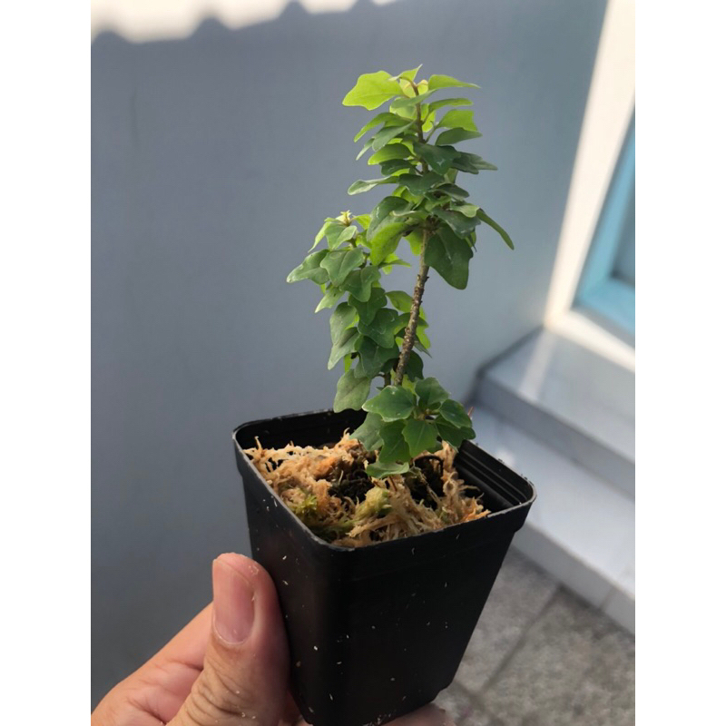Cây aisatica gmelina , cây tu hú đông mini dòng cây cảnh mini chơi terrarium , bán cạn, tiểu cảnh