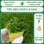 Bộ 11 Loại Cây Thủy Sinh Đẹp - Dễ Trồng - Trang Trí Hồ Cá Ngoài Trời | Ngọc Xanh AQUA