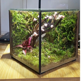 Terrarium " Botanical World " Meaningful gifts for birthdays, anniversaries, and special occasions