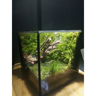 Terrarium " Botanical World " Meaningful gifts for birthdays, anniversaries, and special occasions