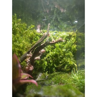 Terrarium " Botanical World " Meaningful gifts for birthdays, anniversaries, and special occasions