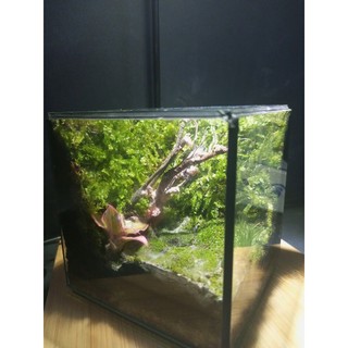 Terrarium " Botanical World " Meaningful gifts for birthdays, anniversaries, and special occasions