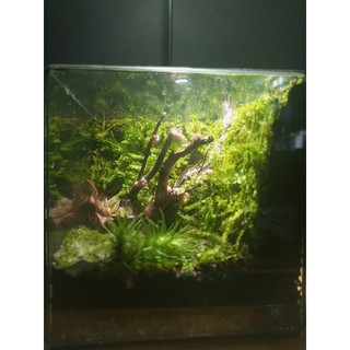 Terrarium " Botanical World " Meaningful gifts for birthdays, anniversaries, and special occasions