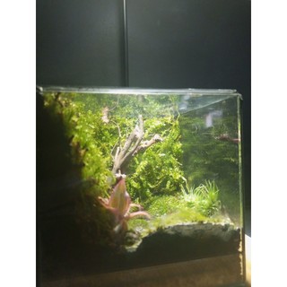 Terrarium " Botanical World " Meaningful gifts for birthdays, anniversaries, and special occasions
