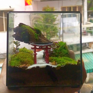 Terrarium set up sẵn " Đinh Sơn Cổ Tự " quà tặng mừng khai trương, sinh nhật, ngày kỉ niệm
