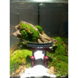 Terrarium set up sẵn " Đinh Sơn Cổ Tự " quà tặng mừng khai trương, sinh nhật, ngày kỉ niệm