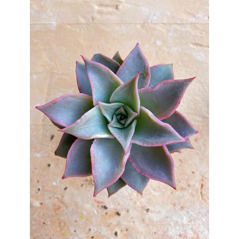 Sen đá madiba size bầu 5-7cm, lỗi 1 đổi 1.