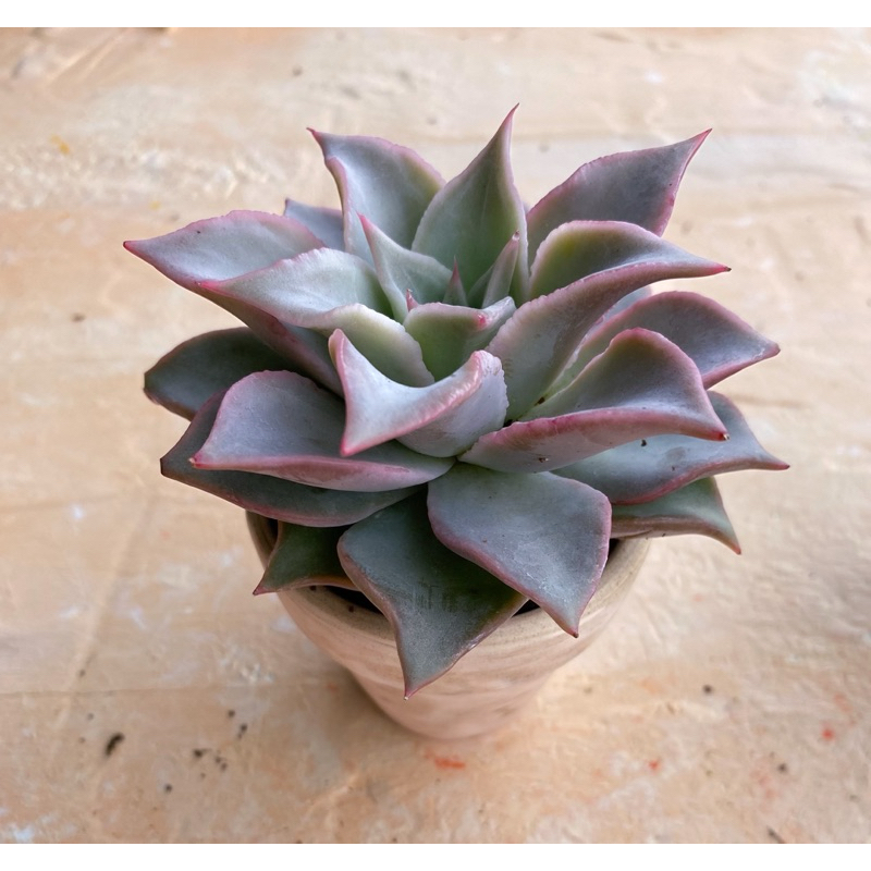 Sen đá madiba size bầu 5-7cm, lỗi 1 đổi 1.