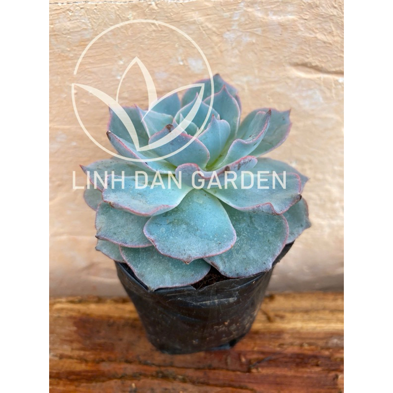 sen đá hồng phấn size bầu 5cm, lỗi 1 đổi 1