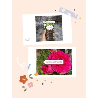[ phân nhà ủ] phân đỗ tương humic chai gần 350ml