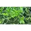 Hoa lan trầm trắng cực đẹp