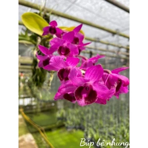 Hoa lan phi điệp búp bê nhung
