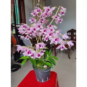 Trầm Đài DH77