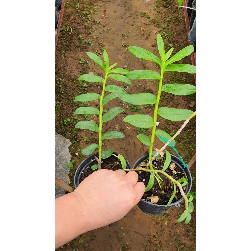 Dã Hạc  Blu Môi Tuyết