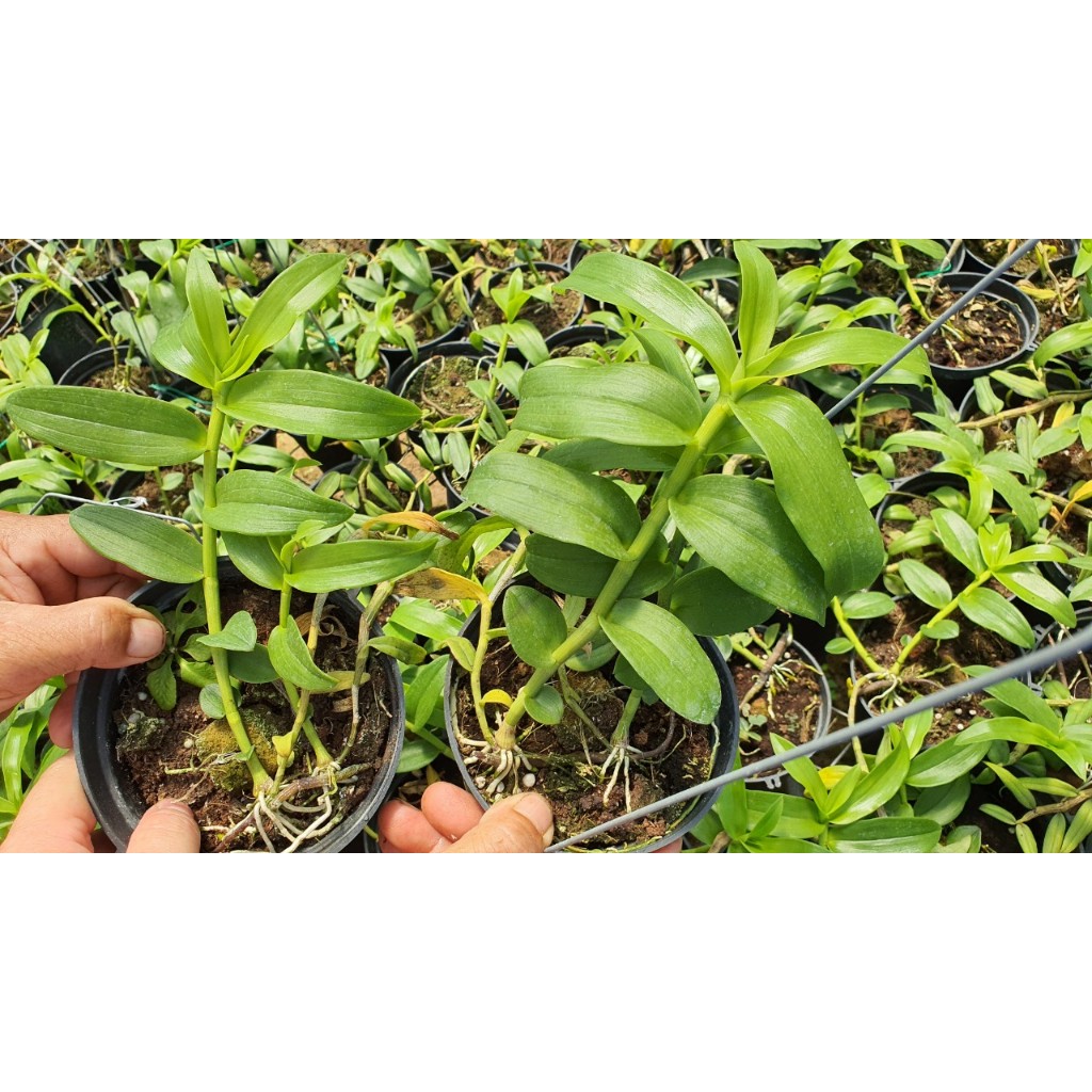 Dã Hạc  Blu Môi Tuyết