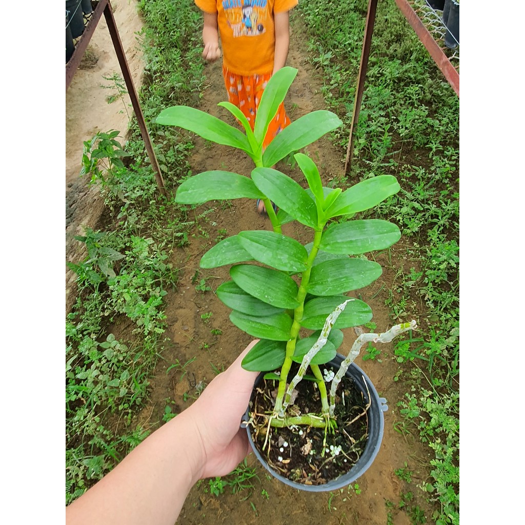 Phi Điệp Hòa Bình  Đà Bắc