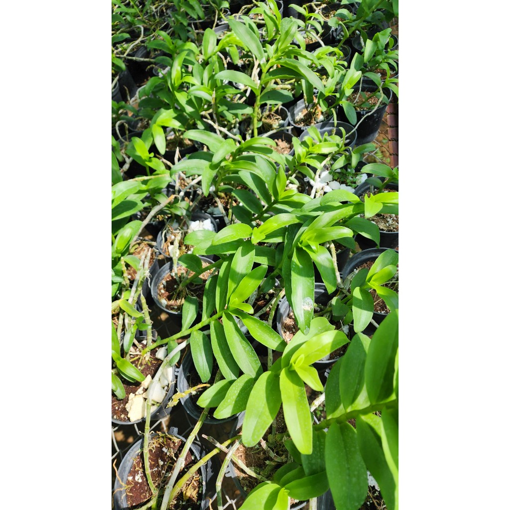 Phi Điệp Hòa Bình  Đà Bắc