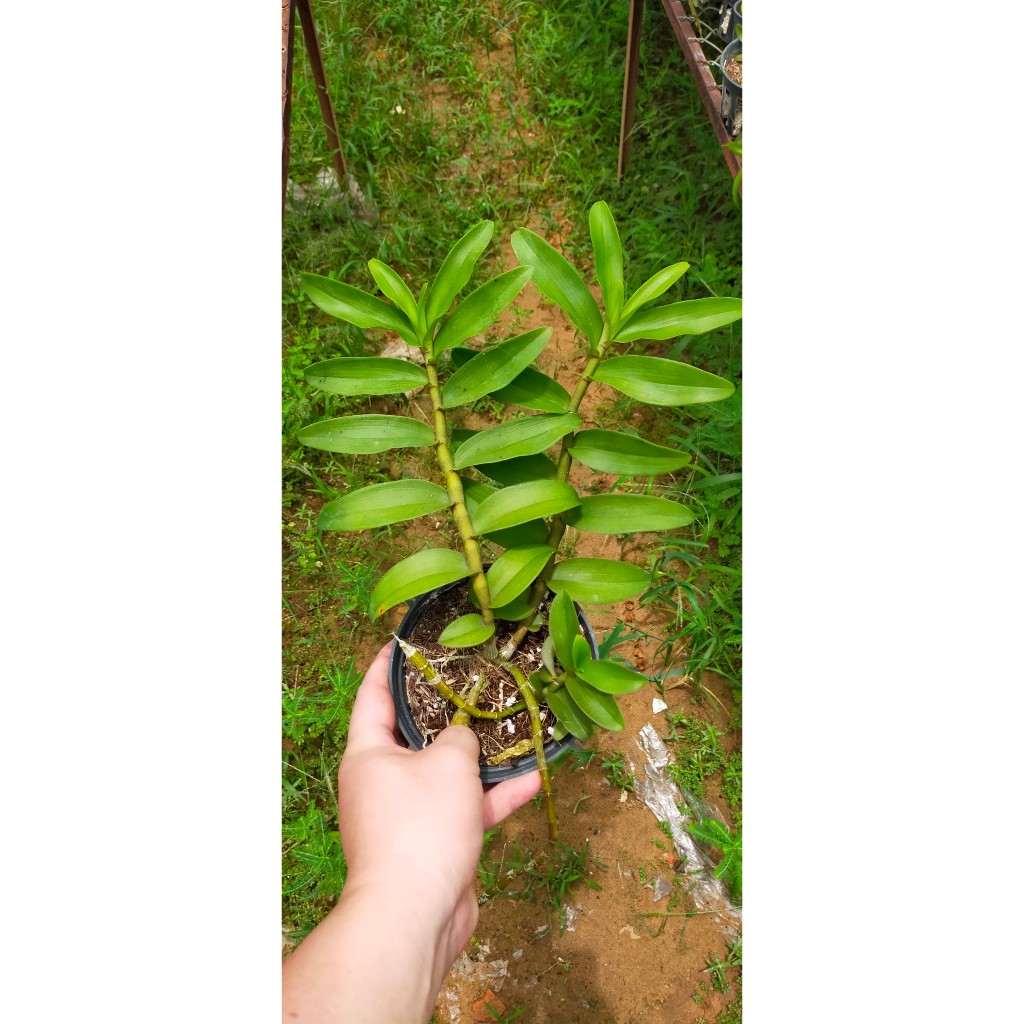 Phi Điệp Hòa Bình  Đà Bắc