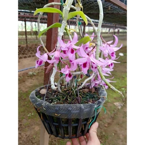 Dã Hạc Sen Hồng