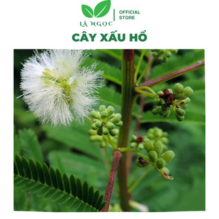 Rễ Cây Xấu Hổ Đỏ khô loại 1 thương hiệu Lá Ngọc gói 500g
