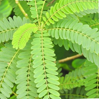 Rễ Cây Xấu Hổ Đỏ khô loại 1 thương hiệu Lá Ngọc gói 500g