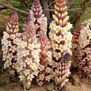 Nhục Thung Dung Khô loại 1 thương hiệu Lá Ngọc gói 500g