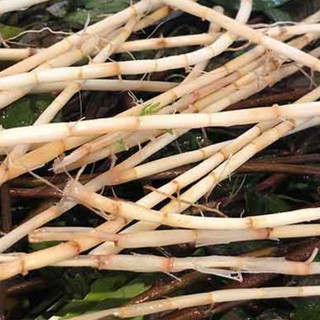 Rễ cỏ tranh khô thanh nhiệt lợi tiểu loại 1 thương hiệu Lá Ngọc