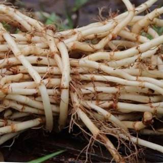 Rễ cỏ tranh khô thanh nhiệt lợi tiểu loại 1 thương hiệu Lá Ngọc