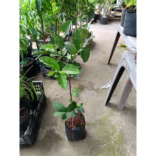 Bầu cây Ổi Nữ hoàng giòn ngọt ít hạt