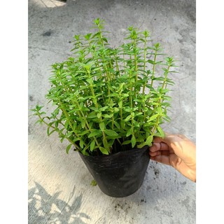 1 chậu Rau Ngò Om xanh tốt