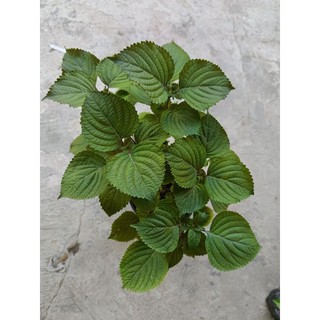 1 chậu rau Tía Tô xanh tốt