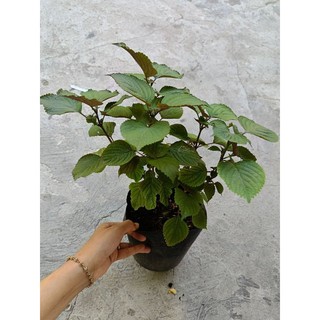 1 chậu rau Tía Tô xanh tốt