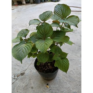 1 chậu rau Tía Tô xanh tốt