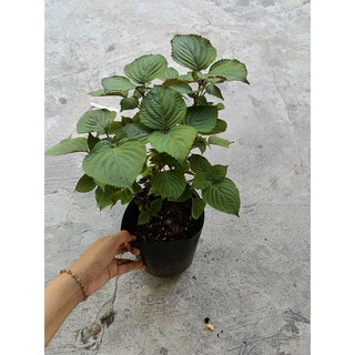 1 chậu rau Tía Tô xanh tốt