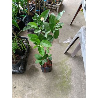 Bầu cây Ổi Nữ hoàng giòn ngọt ít hạt