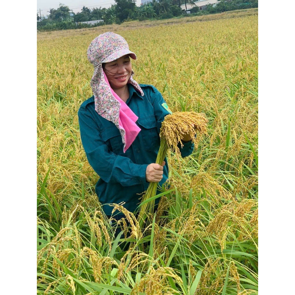 2kg - Nếp Sáp Ngỗng - HÀNG LOẠI 1 - Mới, trắng đẹp, dẻo nhiều - gói bánh bá trạng, nấu xôi