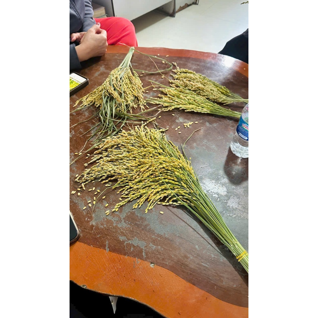 2kg - Nếp Sáp Ngỗng - HÀNG LOẠI 1 - Mới, trắng đẹp, dẻo nhiều - gói bánh bá trạng, nấu xôi