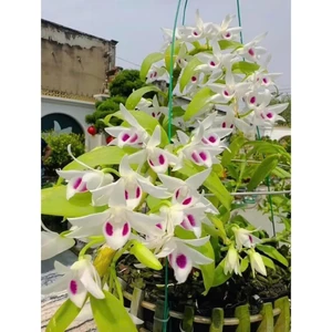 Phi Điệp 5 CÁNH Trắng Bạch Tuyết